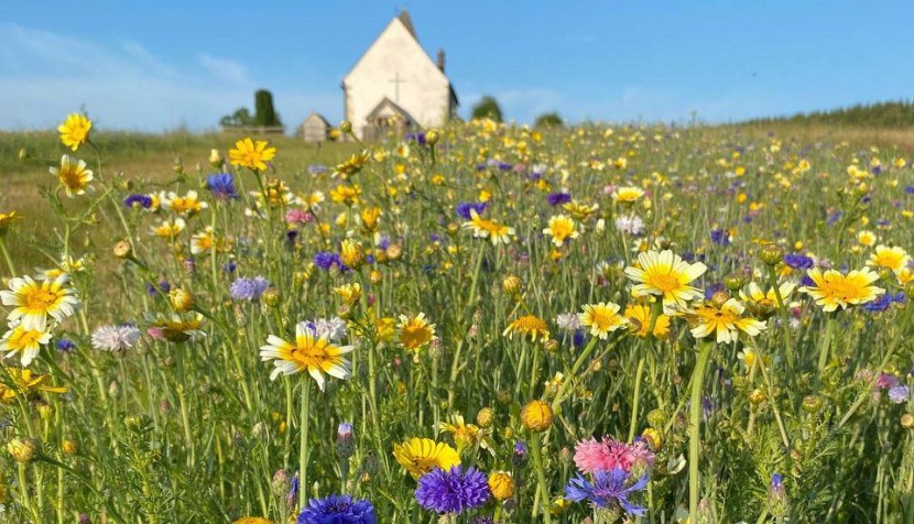 Fisk's Farm wildflower field